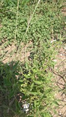 Solanum physalifolium