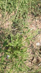 Solanum physalifolium