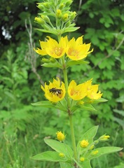 Lysimachia verticillaris