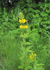Lysimachia verticillaris
