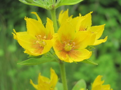 Lysimachia verticillaris