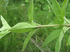 Lysimachia verticillaris