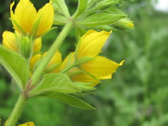 Lysimachia verticillaris