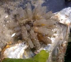 Ecteinascidia turbinata