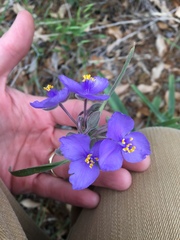 Tradescantia occidentalis
