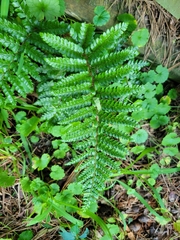Polystichum polyblepharum
