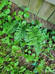 Polystichum polyblepharum