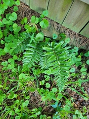 Polystichum polyblepharum