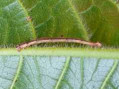 Lepidoptera