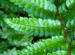 Polystichum polyblepharum