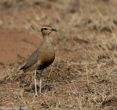 Cursorius temminckii