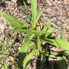 Melampodium strigosum