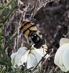 Copestylum fornax