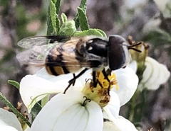 Copestylum fornax