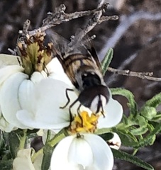 Copestylum fornax