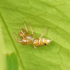 Cosmophasis bitaeniata