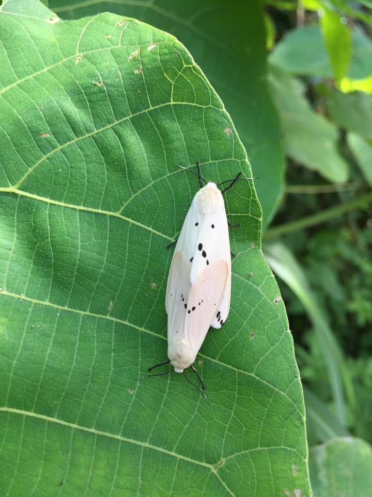 Spilarctia subcarnea