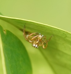 Cosmophasis bitaeniata