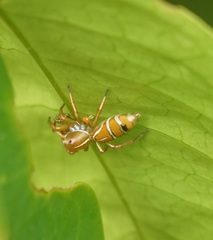 Cosmophasis bitaeniata