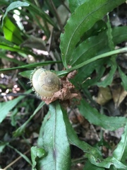 Plectotropis mackensii