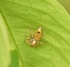 Cosmophasis bitaeniata