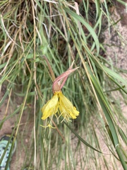Oenothera longissima