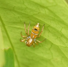 Cosmophasis bitaeniata