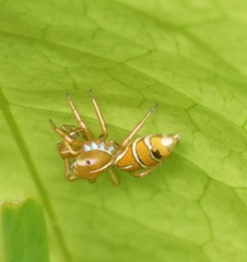 Cosmophasis bitaeniata