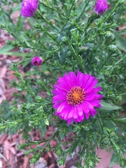 Angiospermae