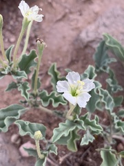 Acleisanthes diffusa