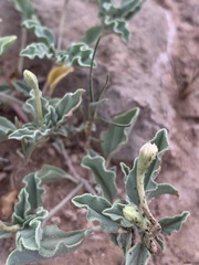 Acleisanthes diffusa