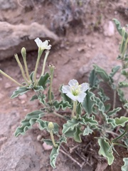 Acleisanthes diffusa