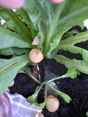 Conocybe