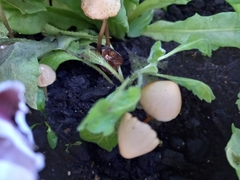 Conocybe