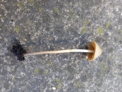Conocybe