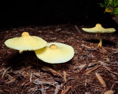 Leucocoprinus tricolor
