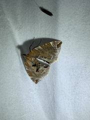 Eulithis molliculata