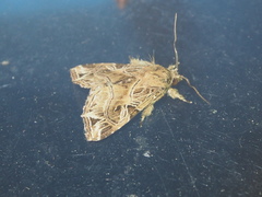 Callopistria flavitincta