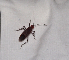 Leptocoris tagalicus