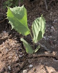Acourtia nana