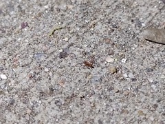 Cyphomyrmex wheeleri