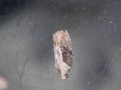 Etanna breviuscula