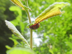 Gonioctena viminalis