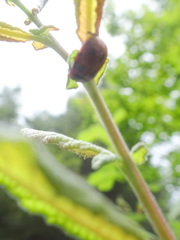 Gonioctena viminalis