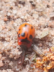 Gonioctena viminalis
