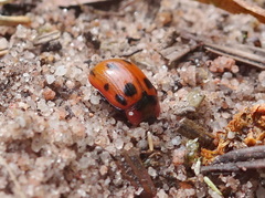 Gonioctena viminalis