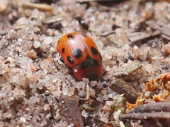 Gonioctena viminalis