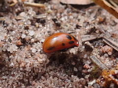 Gonioctena viminalis