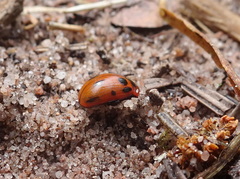 Gonioctena viminalis