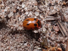 Gonioctena viminalis
